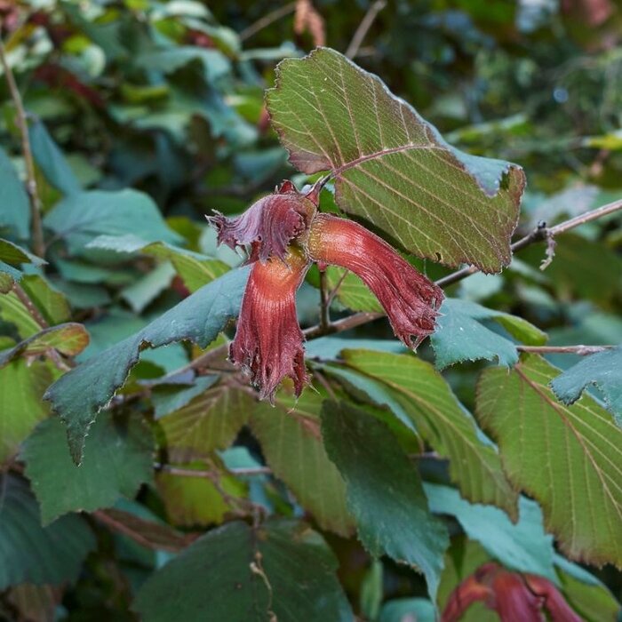 Hazelnoot - Corylus maxima 'Rode Zellernoot'