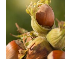 Hazelnoot - Corylus maxima 'Wunder aus Bollweiler'