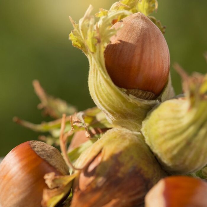 Hazelnoot - Corylus maxima 'Wunder aus Bollweiler'