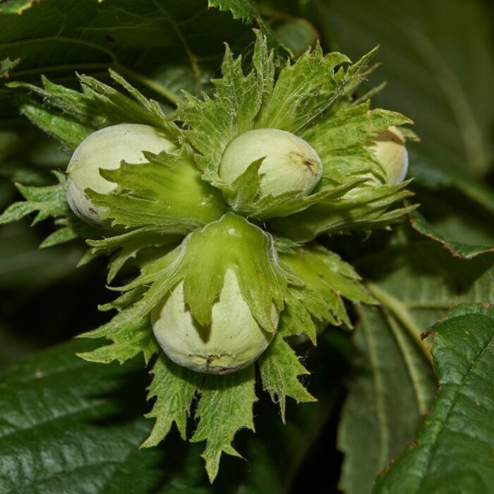 Hazelnoot - Corylus maxima 'Wunder aus Bollweiler'