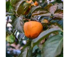 Dadelpruim - Diospyros lotus