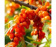 Duindoorn - Hippophae rhamnoides 'Julia'
