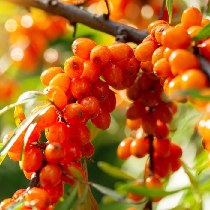 Duindoorn - Hippophae rhamnoides 'Julia'