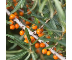 Duindoorn - Hippophae rhamnoides 'Leikora'