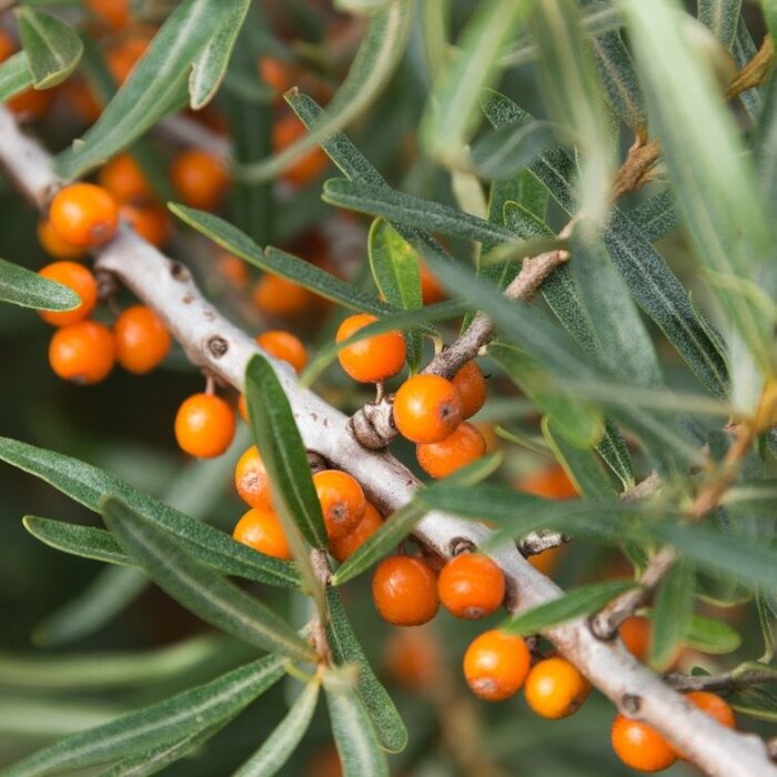 Duindoorn - Hippophae rhamnoides 'Leikora'