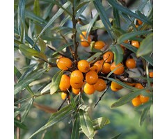 Duindoorn - Hippophae rhamnoides 'Pollmix'