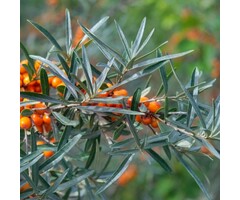 Duindoorn - Hippophae rhamnoides 'Romeo'