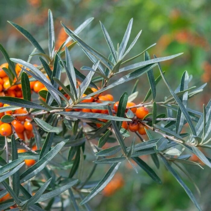 Duindoorn - Hippophae rhamnoides 'Romeo'