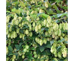 Hop - Humulus lupulus