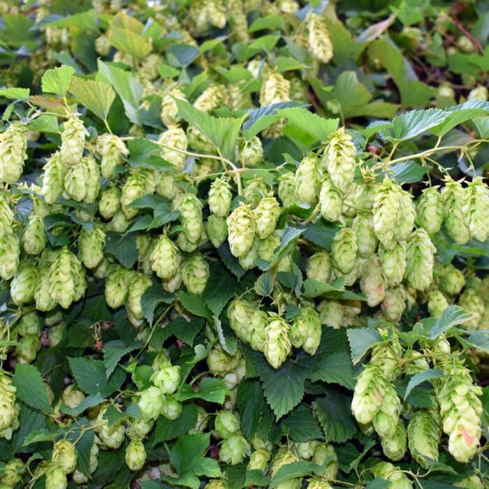 Hop - Humulus lupulus
