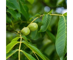 Walnotenboom - Juglans regia 'Coenen'