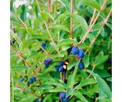 Honingbes - Lonicera caerulea