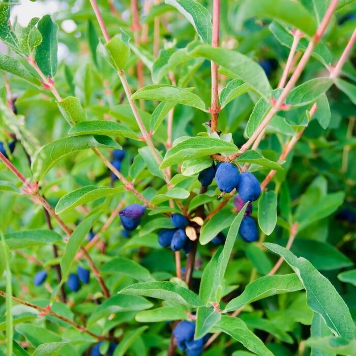 Honingbes - Lonicera caerulea