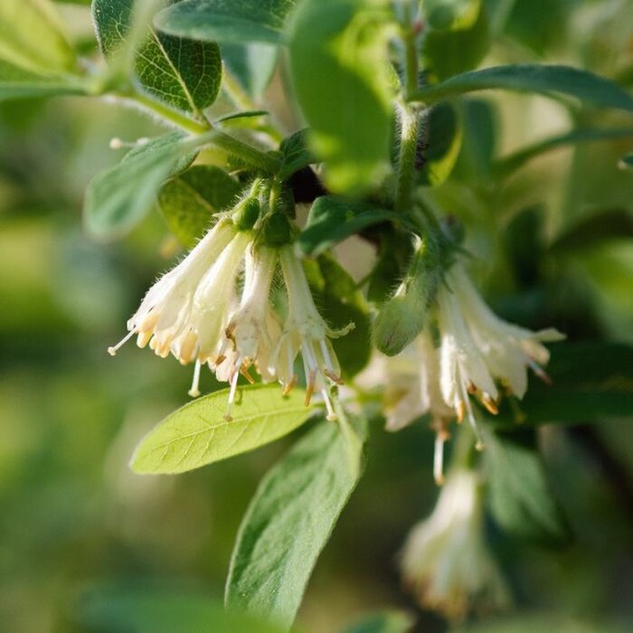 Honingbes - Lonicera caerulea