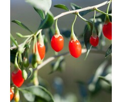 Goji-bes - Lycium barbarum