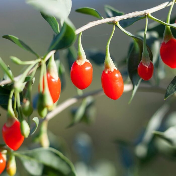 Goji-bes - Lycium barbarum