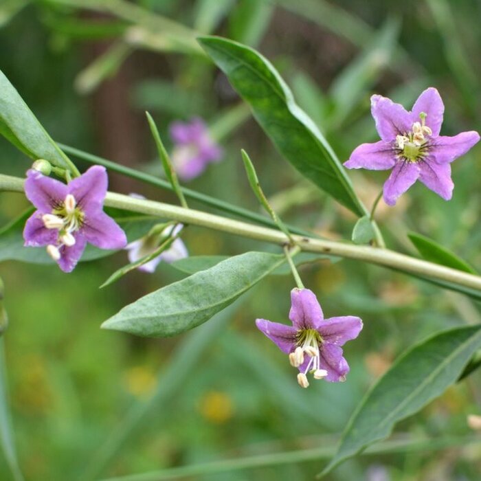 Goji-bes - Lycium barbarum