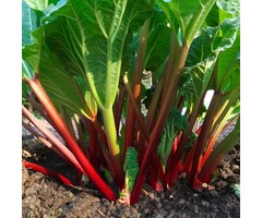 Rabarber - Rheum rhabarbarum