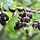 Zwarte Bes - Ribes Jostaberry