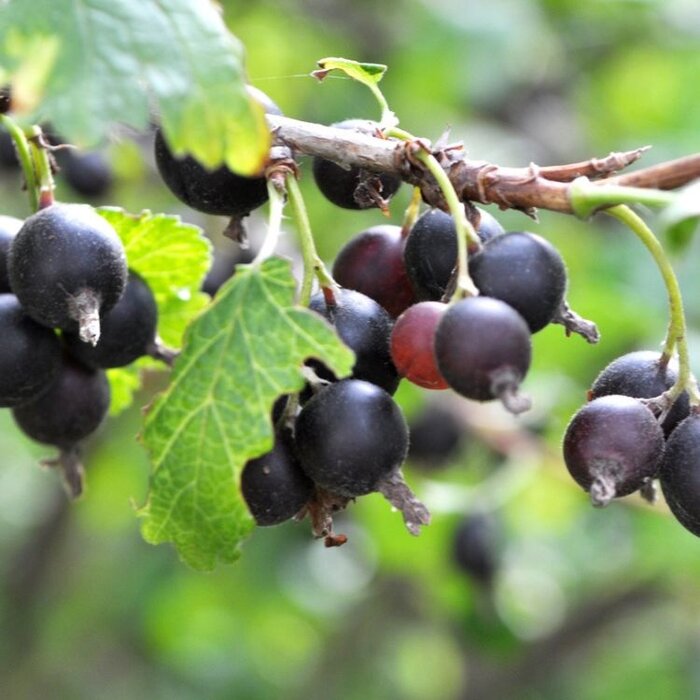 Zwarte Bes - Ribes Jostaberry
