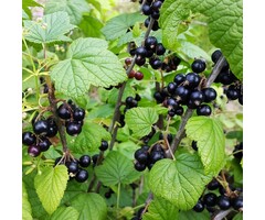 Zwarte Bes - Ribes nigrum 'Ben Lomond'