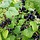 Zwarte Bes - Ribes nigrum 'Ben Lomond'