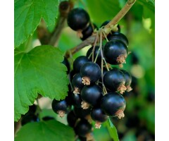 Zwarte Bes - Ribes nigrum 'Ben Sarek'