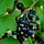 Zwarte Bes - Ribes nigrum 'Ben Sarek'