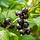 Zwarte Bes - Ribes nigrum 'Titania'