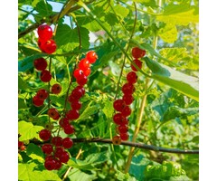 Rode Bes - Ribes rubrum 'Jonkheer van Tets'