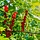 Rode Bes - Ribes rubrum 'Jonkheer van Tets'