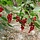 Rode Bes - Ribes rubrum 'Rovada'