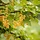 Witte bes - Ribes rubrum 'Primus'