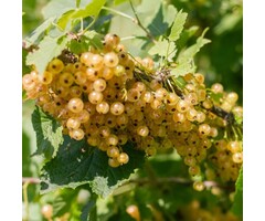Witte bes - Ribes rubrum 'Werdavia'