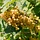 Witte bes - Ribes rubrum 'Werdavia'
