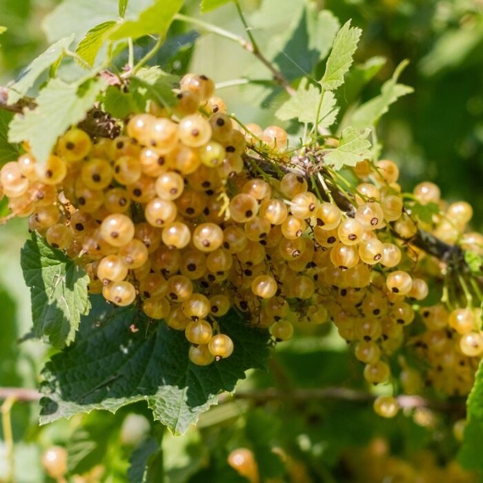 Witte bes - Ribes rubrum 'Werdavia'