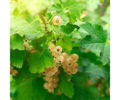 Witte bes - Ribes rubrum 'Witte Hollander'