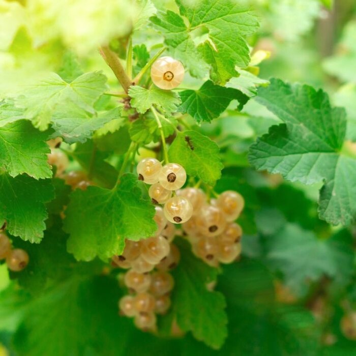 Witte bes - Ribes rubrum 'Witte Hollander'