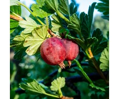 Rode kruisbes - Ribes uva-crispa 'Captivator'