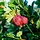 Rode kruisbes - Ribes uva-crispa 'Captivator'