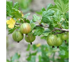 Groene kruisbes - Ribes uva-crispa Hinnonmaki Gron