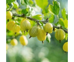 Gele kruisbes - Ribes uva-crispa Hinnonmaki Gul