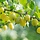 Gele kruisbes - Ribes uva-crispa Hinnonmäki Gul