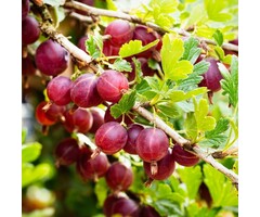 Rode kruisbes - Ribes uva-crispa 'Hinnonmäki Röd'
