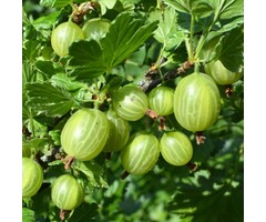 Groene kruisbes - Ribes uva-crispa 'Invicta'
