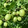 Groene kruisbes - Ribes uva-crispa 'Invicta'