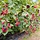 Doornloze braam - Rubus fruticosus 'Thornfree'