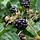Doornloze braam - Rubus fruticosus 'Thornless Evergreen'