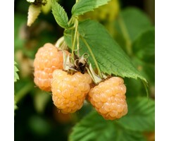 Gele framboos - Rubus idaeus 'Fallgold'