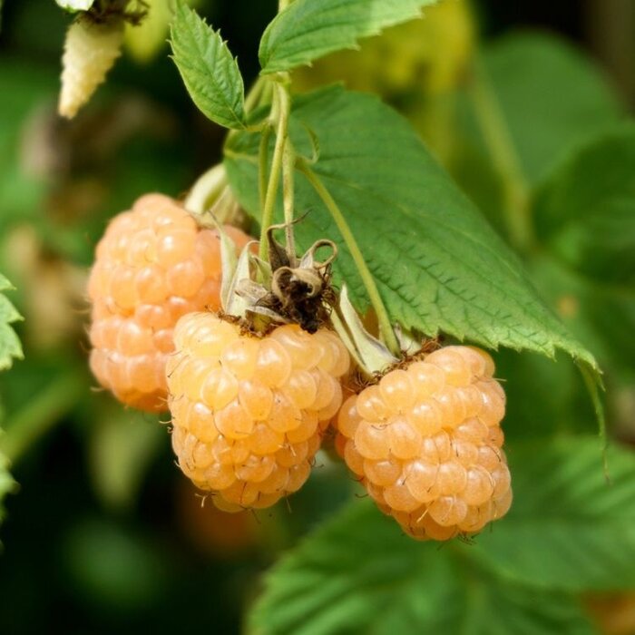 Gele framboos - Rubus idaeus 'Fallgold'